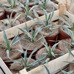  Juka nádherná (Yucca gloriosa) ´VARIEGATA´ výška 15-20 cm, Ø 20-30 cm, kont. C2L (-25°C)